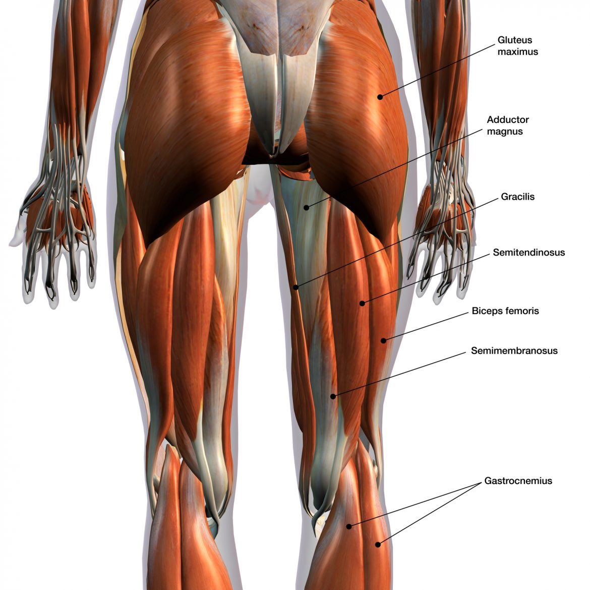 Anatomie Des Ischio Jambiers Blog Eric Favre Sport Nutrition Expert