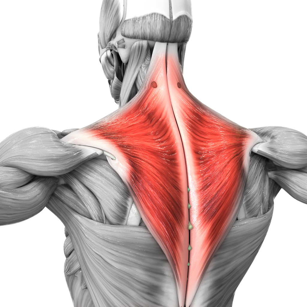 How To Increase The Width Of Your Back With The Wide Grip Traction
