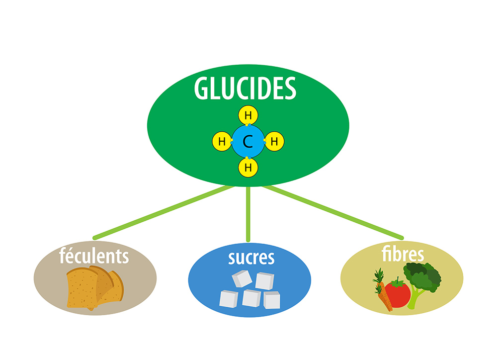Sucre et cerveau : l'effet du glucose sur les performances
