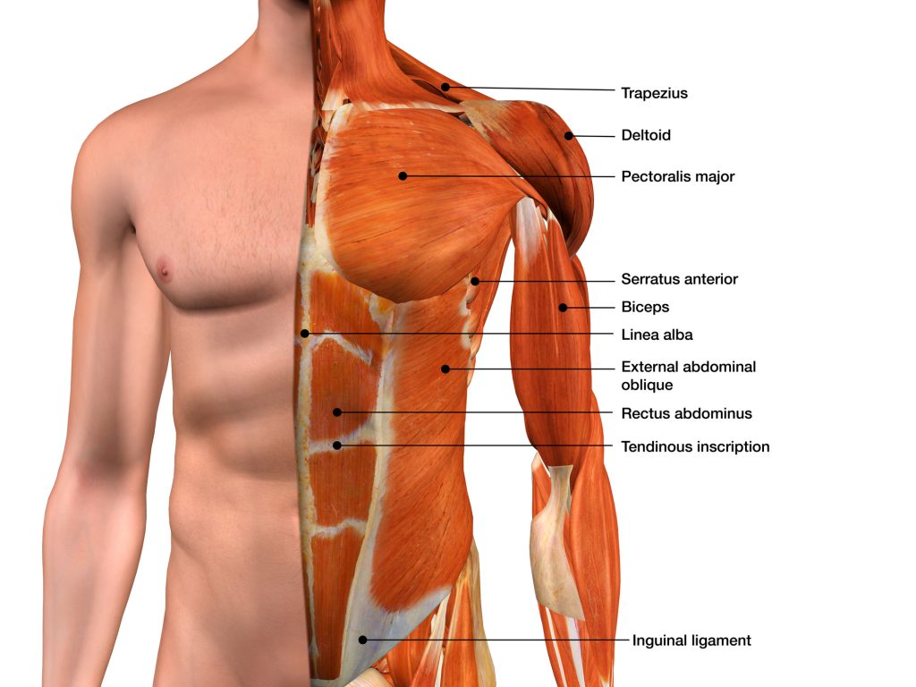Muscles Abdominaux (Grand droit, Obliques, Transverse) : Anatomie illustrée  et expliquée