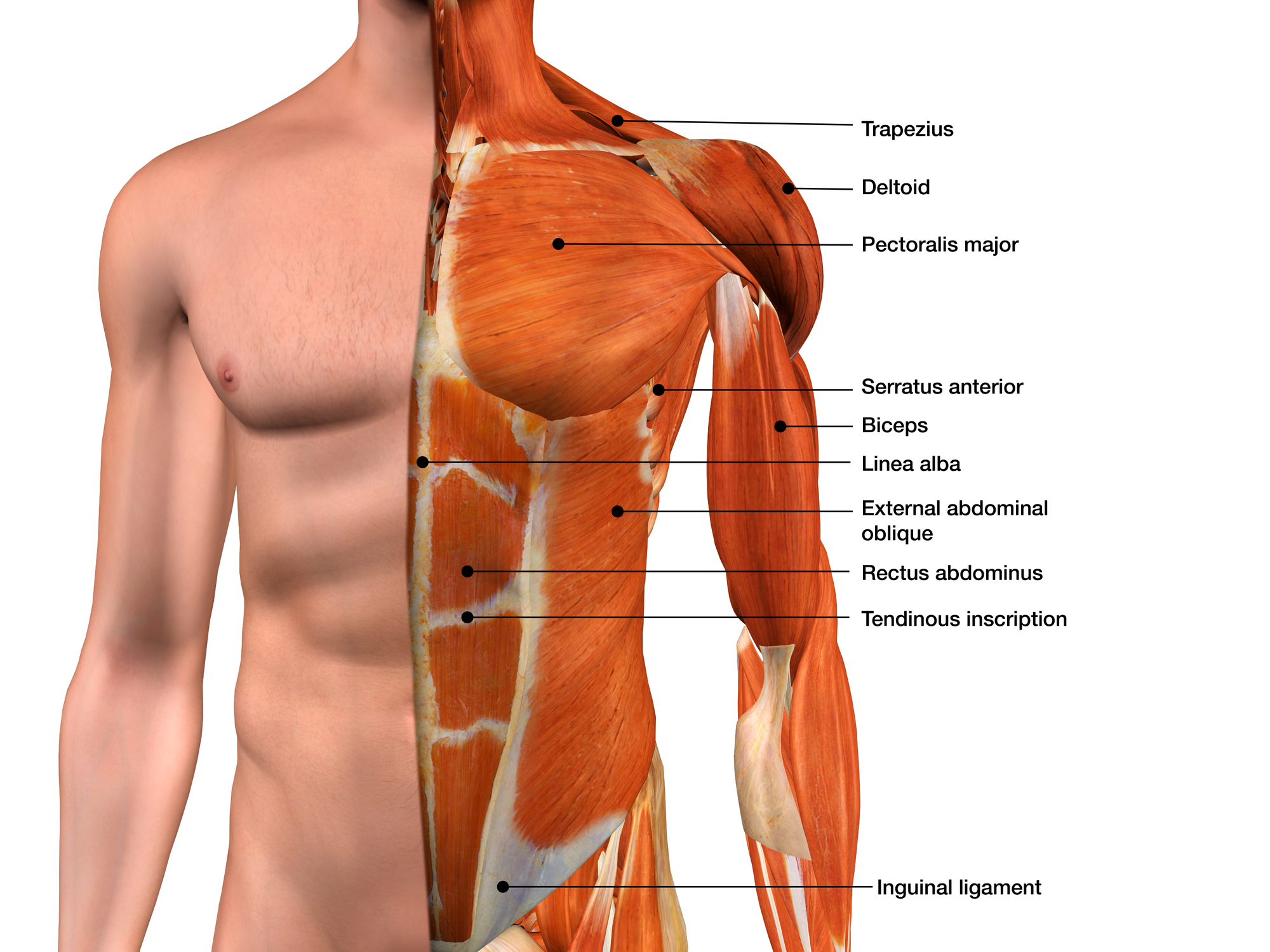 Anatomie des abdominaux : Tout sur les muscles de la sangle abdominale -  DRAVEL