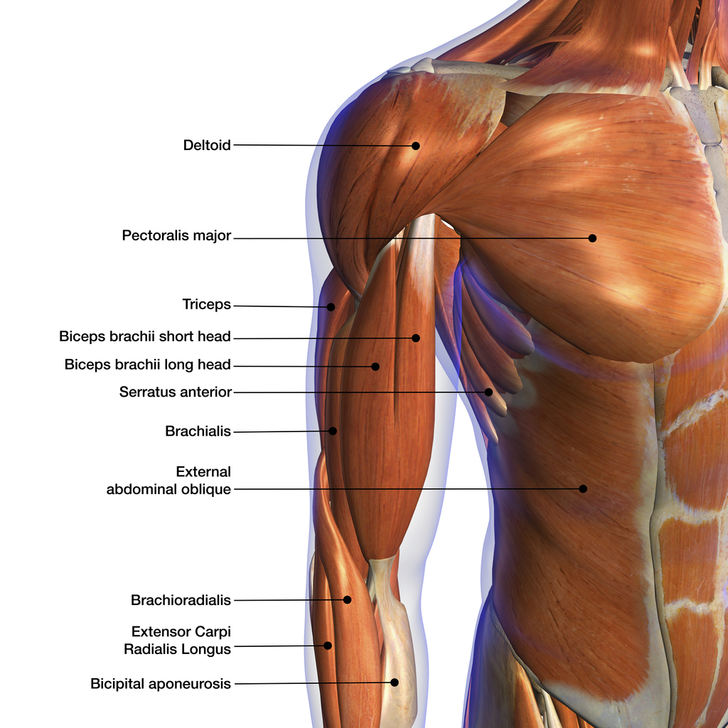 Modèle anatomique muscles du bras humain, 7 parties