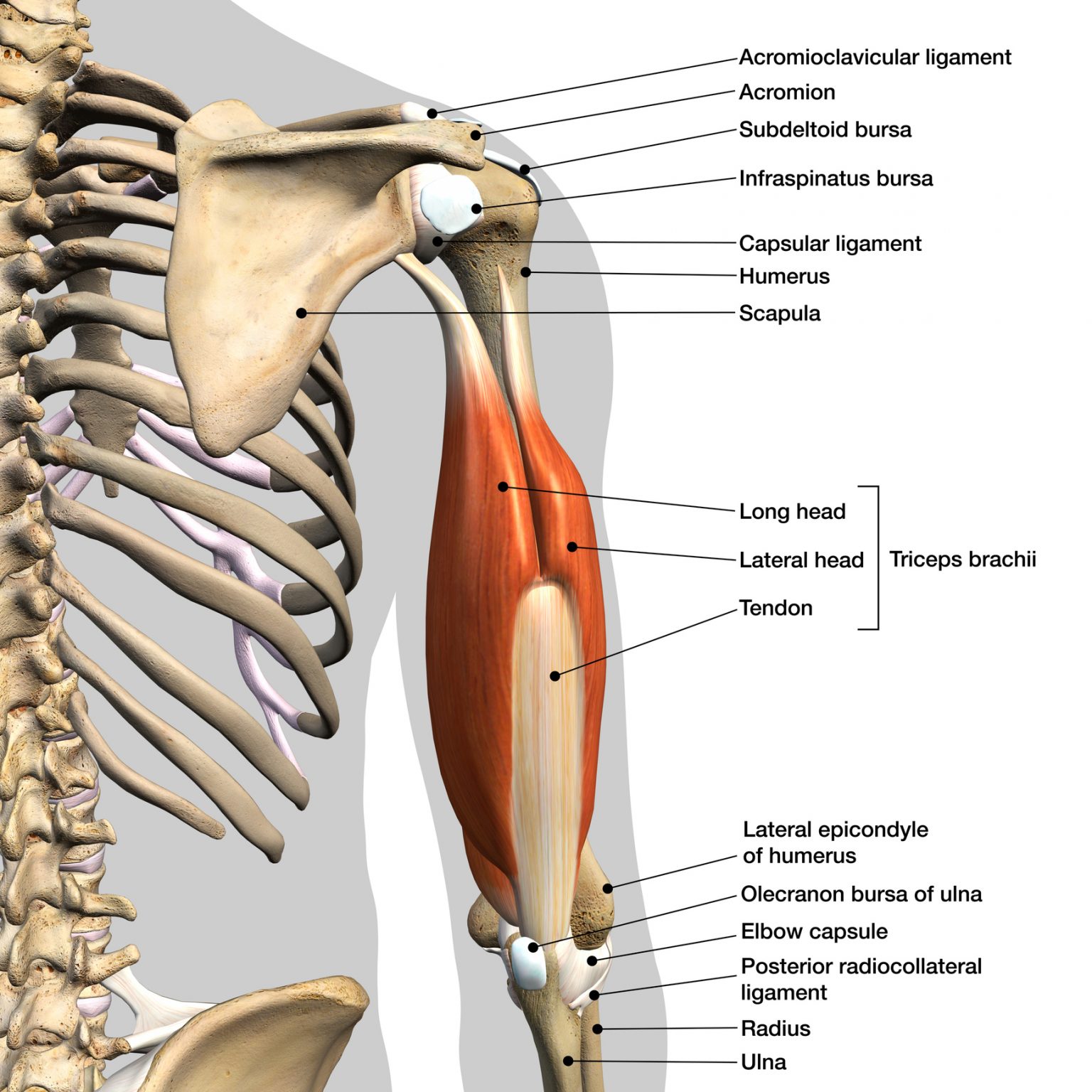 Anatomie Les Bras Blog Eric Favre Sport Nutrition Expert