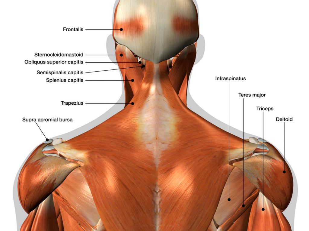 L'Anatomie En Musculation - Blog Eric Favre