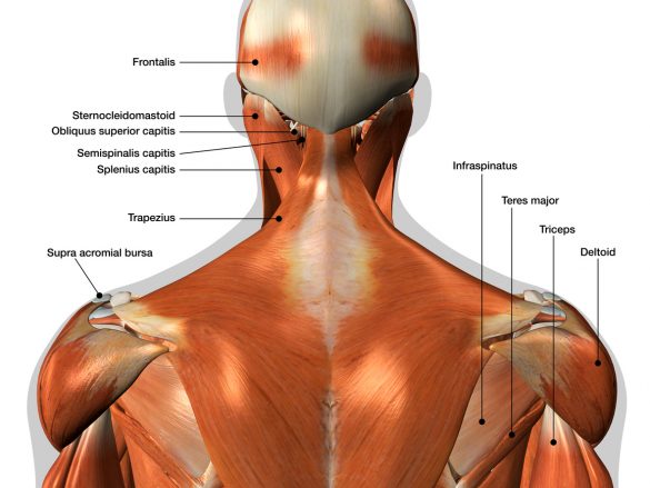 les-epaules-anatomie-et-exercices-blog-eric-favre-sport-nutrition