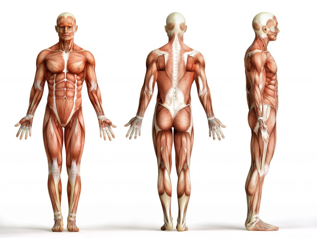 Anatomie : Le Dos - Blog Eric Favre