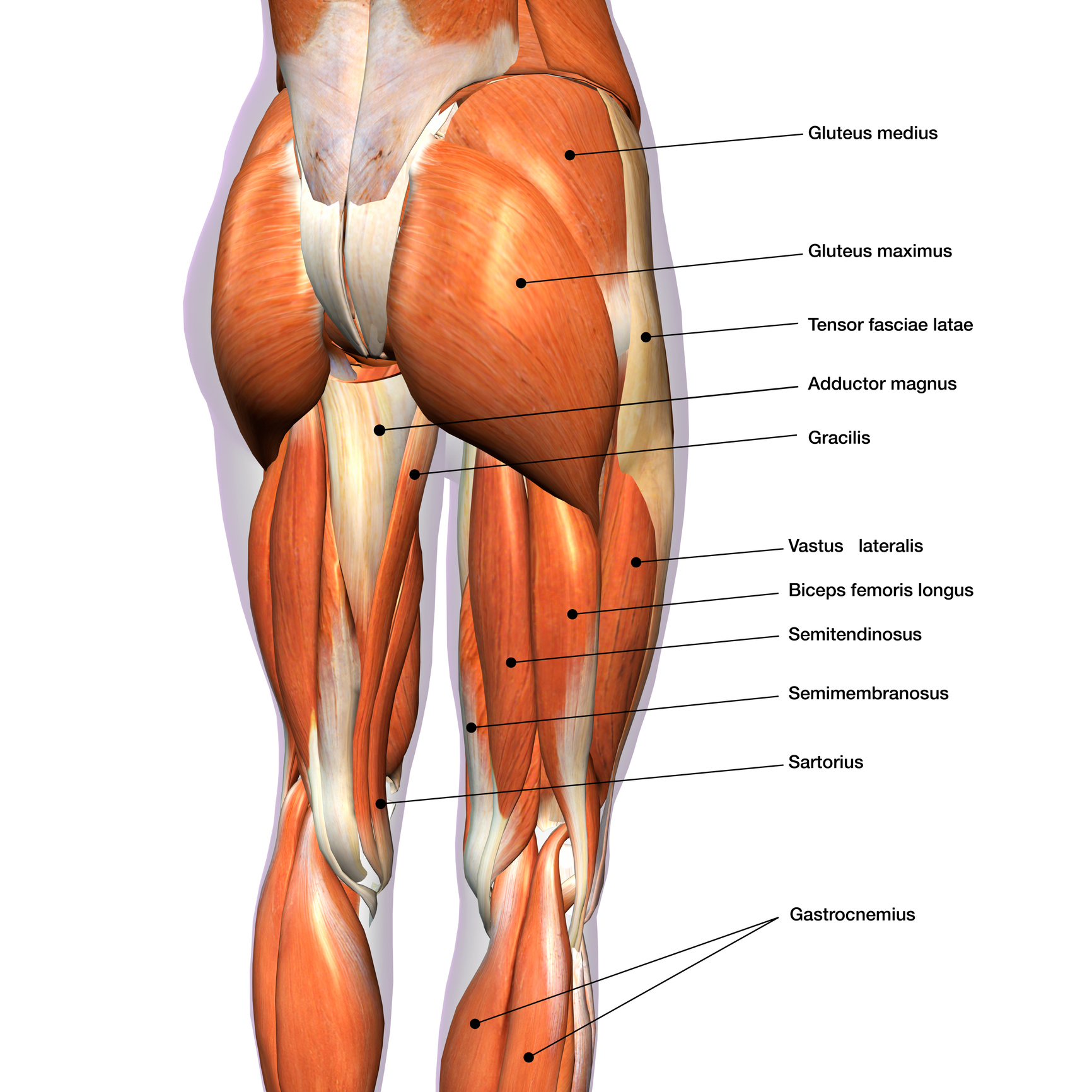 Muscles abdominaux : anatomie, rôle, schéma, liste