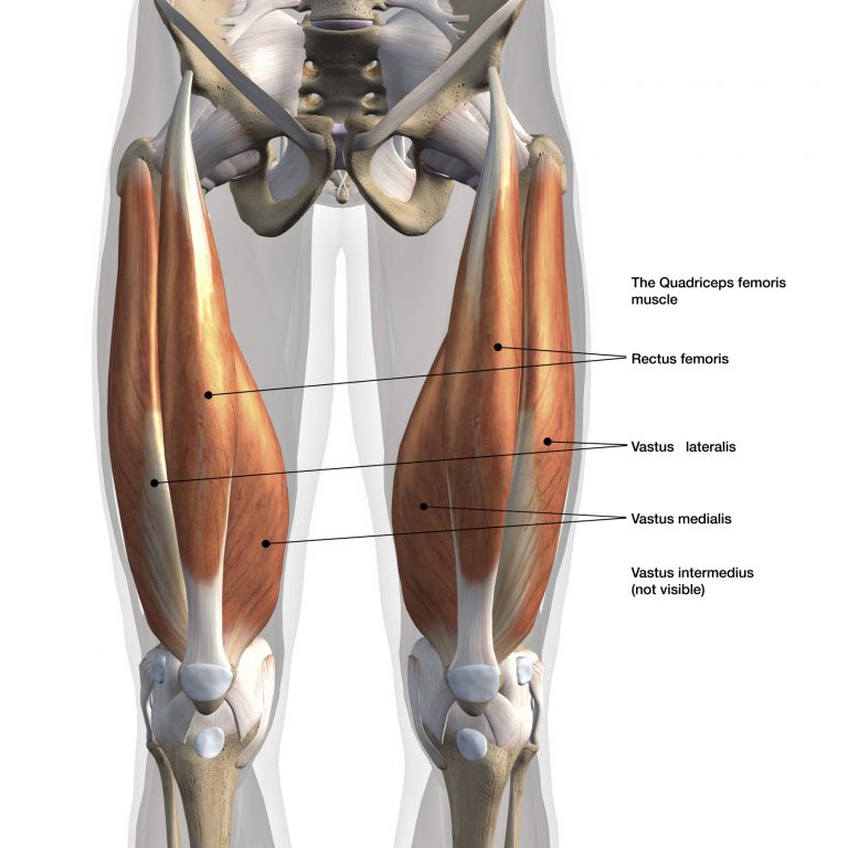 les-quadriceps-anatomie-et-musculation-blog-eric-favre-sport